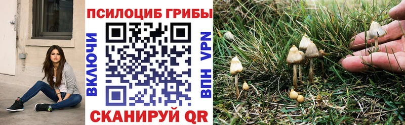 где купить   Борисоглебск  Псилоцибиновые грибы мицелий 